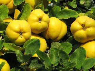 Jigsaw Puzzle «Sun of the quince»