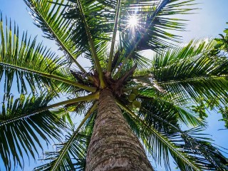 Quebra-cabeça «Sun palm»