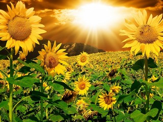 Rätsel «Sunny sunflowers»
