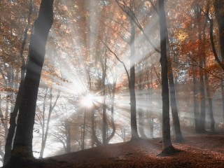 Пазл «Солнце и лес»