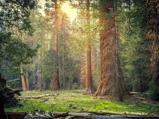 Jigsaw Puzzle «Sun in the forest»