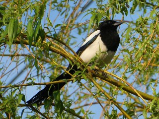 Пазл «Magpie on branch»