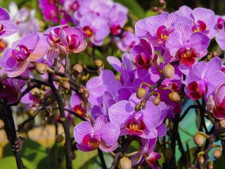 Пазл «Соцветие орхидей»