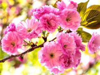 Quebra-cabeça «spring inflorescence»