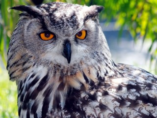 Rätsel «Owl»