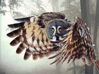 パズル «Owl»