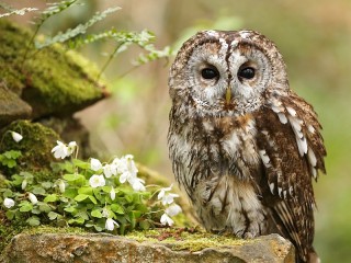 Rompicapo «Owl»