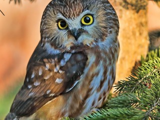 Слагалица «Owl»