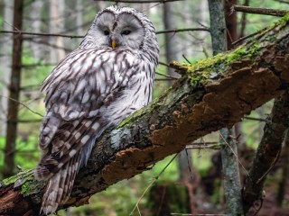 Slagalica «Owl»