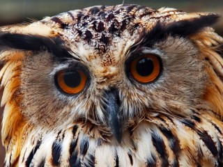 Rompecabezas «Owl»