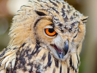 パズル «Owl 3»