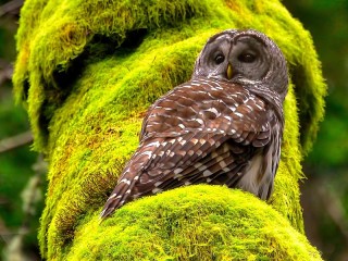 Puzzle «Owl and moss»