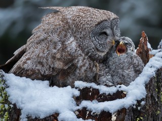 Jigsaw Puzzle «Owl and owlet»