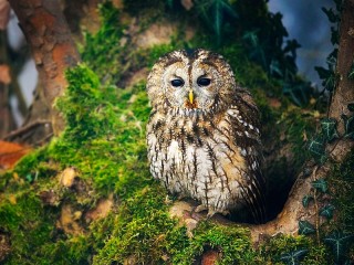 Rompecabezas «Owl on the tree»
