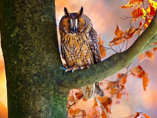 Jigsaw Puzzle «Owl on the tree»