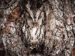 Rompecabezas «Owl in the hollow»