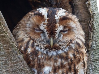 Пазл «Owl in the hollow»