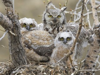 Пазл «Owls»