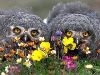 Bulmaca «Owlets»