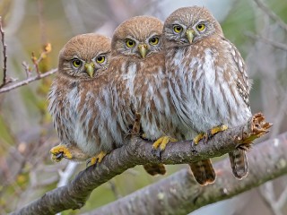 Пазл «Owlets»