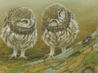 Slagalica «The owlets and the beetle»