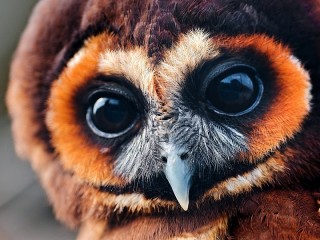 Пазл «Owl»