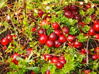 Slagalica «Ripe cranberries»