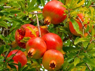 Zagadka «Ripe pomegranates»