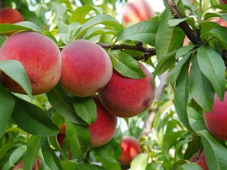 Bulmaca «Ripe peaches»