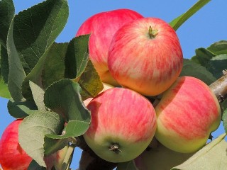 Bulmaca «Ripe apples»