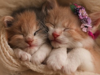 Пазл «Спящие котята»