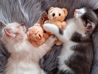 Пазл «sleeping kittens»
