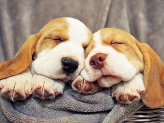 Rompecabezas «Sleeping puppies»