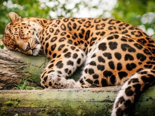 Пазл «Спящий леопард»