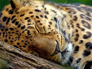 Пазл «Спящий ягуар»