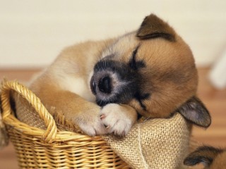 Jigsaw Puzzle «The sleeping puppy»