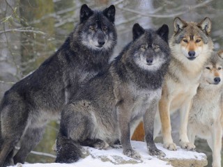 Пазл «Стая волков»