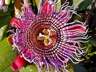 パズル «Passion flower»