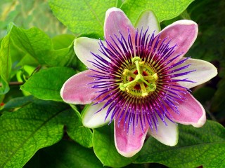 Jigsaw Puzzle «Passion flower»