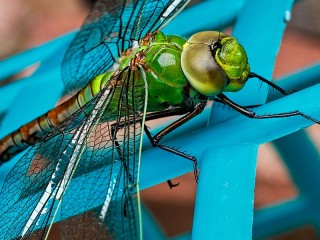 Jigsaw Puzzle «Dragonfly»