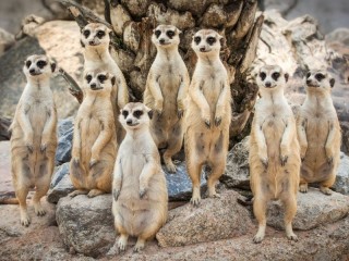 Slagalica «Meerkats»