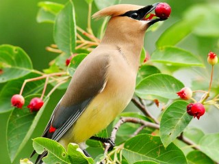 Слагалица «The Waxwing»