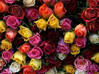 Пазл «Такие разные розы»
