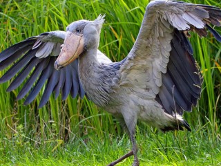 Пазл «Dance of the shoebill»