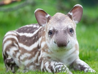 Slagalica «Tapir»