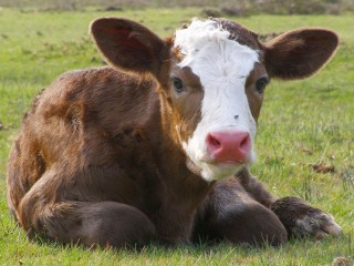 Jigsaw Puzzle «Calf on the grass»