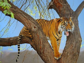 Quebra-cabeça «Tigr»