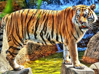 Jigsaw Puzzle «Tiger»