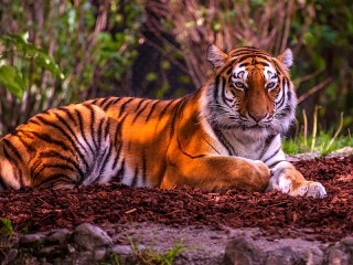 Quebra-cabeça «Tiger»