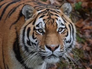 Quebra-cabeça «Tigris»